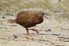 Weka